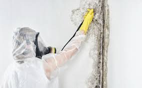 Best Mold Odor Removal Services  in Blue Jay, OH